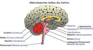 Nervensystem Aufbau Des Gehirns Anatomie Und Physiologie Nervensystem Gehirn Aufbau