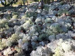 Image result for Allophylus tanzaniensis