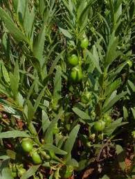 Image result for Rothia hirsuta