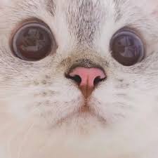 Pin Oleh Paw Print Di Felinidae Di 2020 Kucing Cantik Anak Anjing Lucu Anak Kucing Lucu