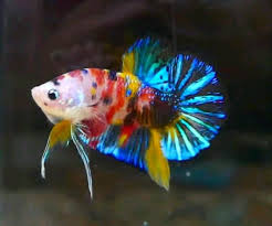 Rainbow Emerald Pet Fish Betta Fish Tank Tropical Freshwater Fish