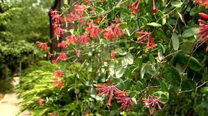 Nor did we realize then that meeting the hummingbird challenge would forever change the way we viewed our yard. Showy Coral Honeysuckle Attracts Hummingbirds Youtube