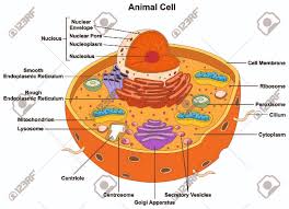 Check spelling or type a new query. Animal Cell Anatomy Diagram Structure With All Parts Royalty Free Cliparts Vectors And Stock Illustration Image 71810377