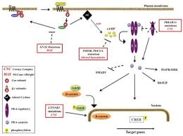 Authoritative facts from dermnet new zealand. Carney Complex And Mccune Albright Syndrome An Overview Of Clinical Manifestations And Human Molecular Genetics Abstract Europe Pmc