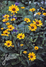 Maybe you would like to learn more about one of these? Jelitto Perennial Seed Heliopsis Helianthoides Var Scabra Summer Nights Portion S