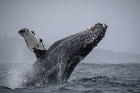 An amazing site to be able to take in. March 13 Humpback Whale Breaching Bonanza Discovery Whale Watch