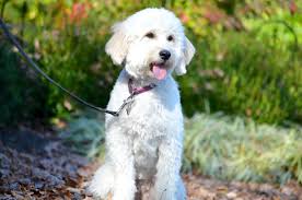 Soft coated wheaten terrier temperament. Goldendoodle Face Clips Novocom Top