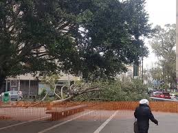 307 ziyaretçi piazza san pasquale ziyaretçisinden 14 fotoğraf ve 3 tavsiye gör. Napoli Abbattuto Un Albero In Piazza San Pasquale Stava Per Crollare La Repubblica