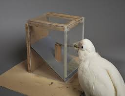 The bird, known as figaro, went far beyond mere tool use. Goffin S Cockatoos Can Create And Manipulate Novel Tools Eurekalert Science News
