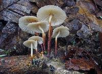 Image result for Marasmius opacus