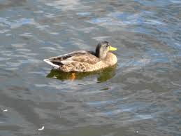 Female Mallard Duck Anas Platyrhynchos Moves On The River Of One Of The Cities In Poland Oc 30 Psychedelic Illustration Fantasy Artist Digital Art Fantasy