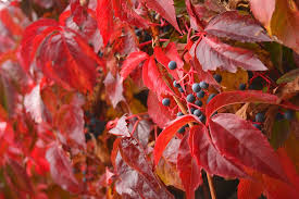 Image result for Parthenocissus quinquefolia