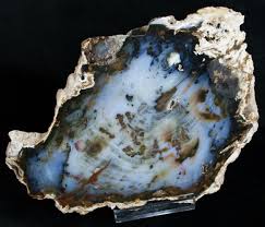 Hubbard basin petrified wood round nevada. Petrified Wood
