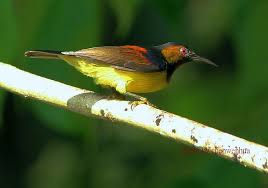 紅喉太陽鳥red throated sunbird sabah malaysia sabah malaysia wildlife