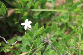 Image result for Oxygonum dregeanum