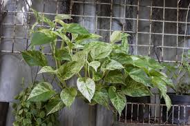 Image result for Epipremnum en casa