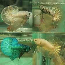 Pin On Plakat Betta Fish Type