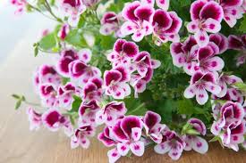 Image result for Pelargonium domesticum round-leaved bushy