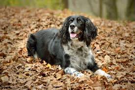 We did not find results for: The English Springer Spaniel A Working Winning Show Dog Breed K9 Web