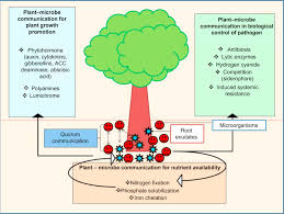 Maybe you would like to learn more about one of these? Microbial Secondary Metabolites And Plant Microbe Communications In The Rhizosphere Sciencedirect