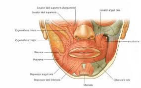While we are at it, let's talk about what they do and what those weird. 6 Upper Face Muscles Used To Produce Facial Expressions Image Taken Download Scientific Diagram