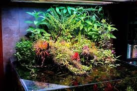 Crazydaz S Square 200g Riparium Stikes Back The End Teaser Shots Of New Set Up 7 24 Page 51 The Planted Tank Forum In 2020 Growing Gardens Aquascape Live Plants