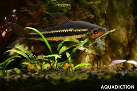 Image result for Streptocarpus leptopus