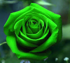 From grass seed to lawn aerators, outsidepride.com has the seed that you are looking for. Green Rose Flower Seeds Garden Plant Buy 1 Get 1 15 Off Uk Seller Ebay