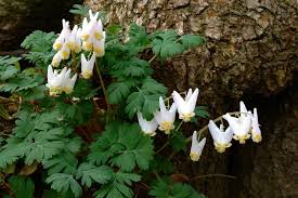 Discover 20 gorgeous native wildflowers to sow and grow, including annual and perennial choices. Spring Ephemerals Focus On Flowers Indiana Public Media