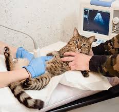 That makes them hard to diagnose in the early stages of the disease. Ultrasound For Cats In Roanoke Va Veterinarians To Cats