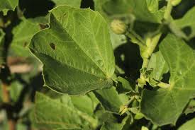 Image result for Cienfuegosia hildebrandtii