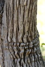 Image result for Pavetta uniflora