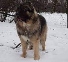 chandar i sneg dogs animals