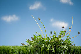 Quickpro is a non selective herbicide by roundup that is the most suitable and best weed killer for arizona weeds. How To Make Homemade Weed Killer Lawn Care Guide By Lawn Love
