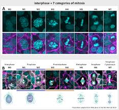 The process begins with interphase and ends with cytokinesis. Hips Cells During Mitosis Allen Cell Explorer