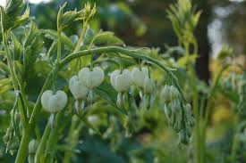 Image result for Dicentra spectabilis alba