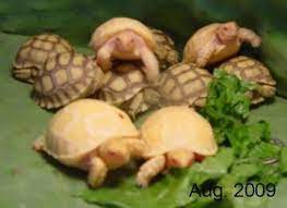 Albino Sulcata Babies Sulcata Tortoise Desert Tortoise Tortoise
