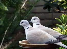 turkse tortel streptopelia decaocto vogels tortelduif natuur