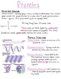 Pin On A Level Biology
