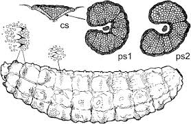 Hypoderma Bovis An Overview Sciencedirect Topics