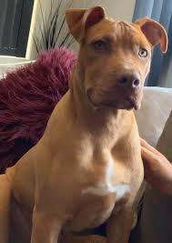 Baby Pitbull Black And Brown Pin By Lilly Burke On Pitbulls Cute Puppies Cute Animals American Pitbull Terrier