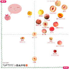 Twitterで話題 あの桃の家系図はこうして誕生しました と中の人が語る裏話満載 桃の断面図ほか 苺の断面図やみかんの断面図も登場します 断面図カタログ ばんざーい O 果物 種類 系図 桃