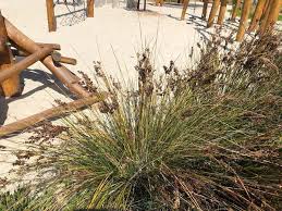 Image result for Juncus kraussii