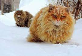 Like puppies, bunnies, babies, and so on. Norwegian Forest Cats No These Cats Are A Siberian Pooh And Tyoma Imgur
