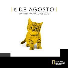 De la sierra de 8 a 12 horas hospital de leandro n. 8 De Agosto Dia Internacional Del Gato Merecen Un Dia Que Sea Especial Para Ellos Dia Internacional Del Gato Gatos 8 De Agosto