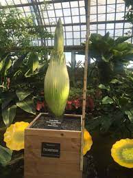 Another Corpse Flower To Bloom Soon In All Its Stinky Glory The Chicagoist