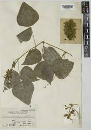 Image result for Rhynchosia albissima