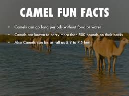 In association with its native desert climate, camels earned the title 'ship of the desert.' prominent physical characteristics of camels are the humped back, long legs. Camels By Sean Ciampa