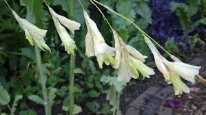 Image result for Dierama cupuliflorum