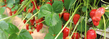 Petits Fruits Chambre D Agriculture Correze